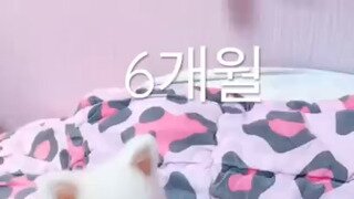 강아지 6개월과 6살 차이