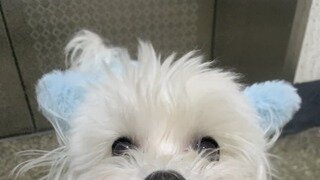 와…송승헌싸이비임