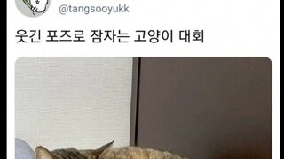 웃긴 포즈로 잠자는 고양이 대회