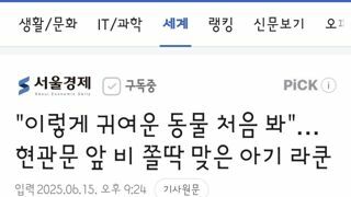 현관문 앞에 서있던 아기 라쿤