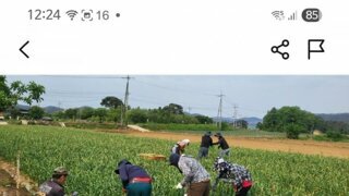 당근 마늘밭 알바 근황
