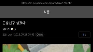 어쩌다보니 식물 키우다가 나비를 키워낸 식갤러