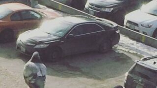 거대 비둘기