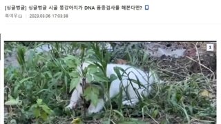 시골 똥강아지 DNA 품종검사 결과 jpg