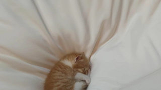 침대가 너무 큰 고양이