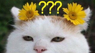 계속보게 되는 2분 영화