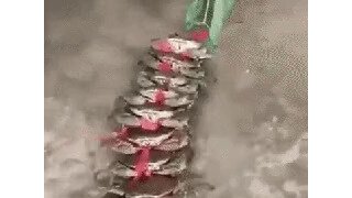 집단게이