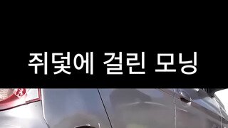 쥐덫에 걸린 모닝
