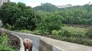 낑긴 돼지