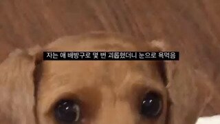배방구로 몇 번 괴롭혔더니 눈으로 욕먹음