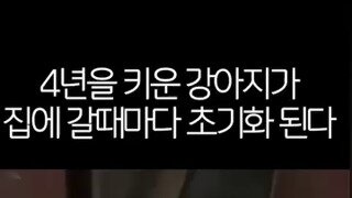 초기화 되는 멍멍이