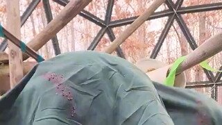 망토처럼 쓰고싶었던 오랑우탄