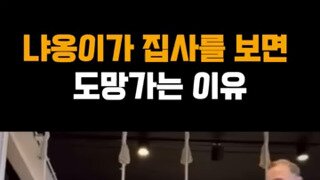 냐옹이가 집사를 보면 도망가는 이유.mp4...