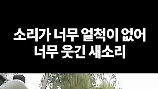 신기한 새 울음소리들