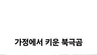 이거 개 아님?