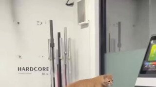 스스로 런닝머신 작동시켜 운동하는 고양이