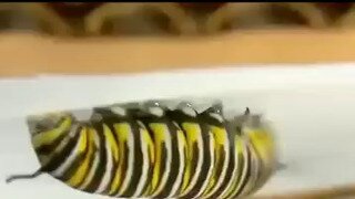 변태