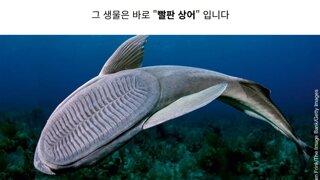 인간때문에 꿀빠는 생물