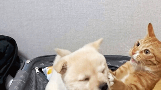 새끼 고양이 키우던 집에 입양 된 강아지