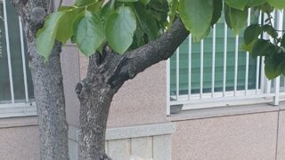 빽다방 500원 이벤트 후일담.jpg