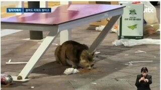 뉴스에 박제당한 펨코식 논리