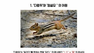 다람쥐와 청설모에 대한 냉혹한 진실