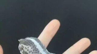 도마뱀 언박싱