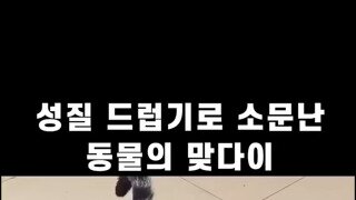 고양이 VS 오리