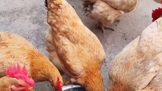 진짜 이새키들은 ㅋ