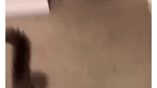 자기 밥그릇이 비었다는 걸 강하게 어필하는 냥이.gif