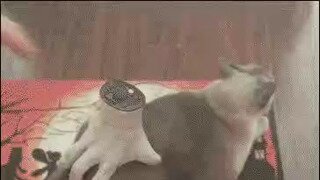 전용 마사지 기계