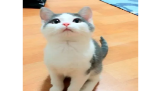 대통령 나토 참석 안하기로