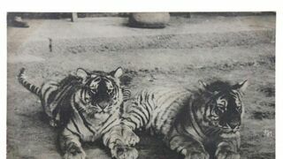 조상님들 반려동물