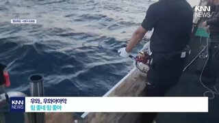 부산 앞바다에서 잡힌 거대 물고기