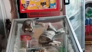 썸네일 이미지