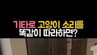 기타로 고양이 따라하기.mp4