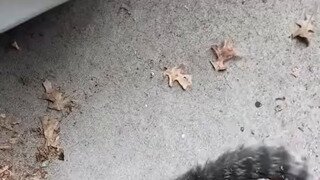 고양이: 난 이게 좋은데?