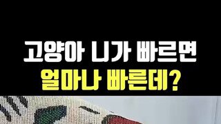 냥이 골탕먹이려다 당한 집사