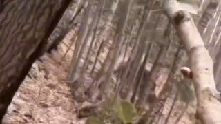 오토바이 타다가 만난 곰