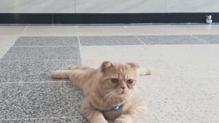 모노레일 환불 스트리머에게 쌍욕한 매표소직원 모르쇠반응