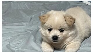 강아지 밥주기 알바 경쟁률.jpg