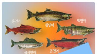 연어잡이