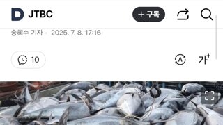 참다랑어 1300마리 대박…잡아서 '전량 폐기'하는 어민들 왜?