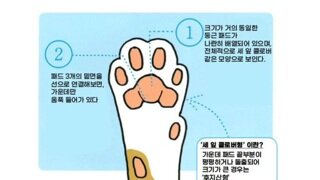 재미로 보는 고양이 손금