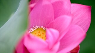 연꽃 사진 몇 장