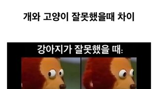 강아지와 고양이의 차이