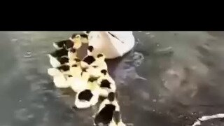 마당을나온 암탉 실사화
