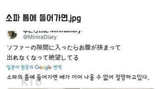 오늘의 고양이