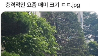 매미 코스프레 하는 냥이