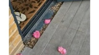 은혜 갚는 야옹이